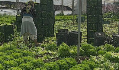Iğdır’da yılın ilk hasadı başladı: 200 ton rekolte bekleniyor…