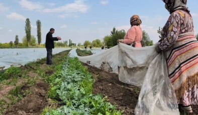 Iğdırlı çiftçi: ‘Gençler tarıma ilgi göstermiyor. İşçi bulmakta zorlanıyoruz’