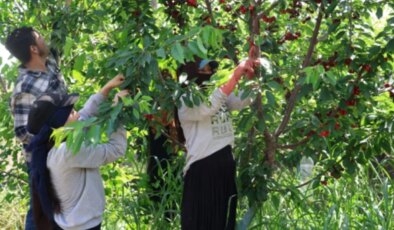 İspanya’dan getirildi, Adana’da servete dönüştü: Kilosu 4 Euro’ya alıcı buldu