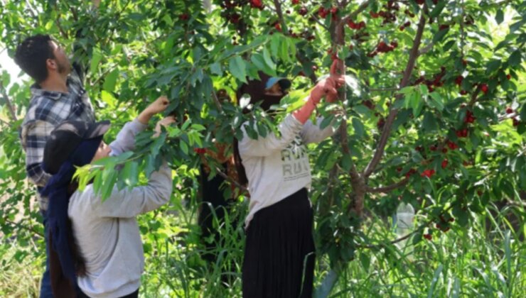 İspanya’dan getirildi, Adana’da servete dönüştü: Kilosu 4 Euro’ya alıcı buldu