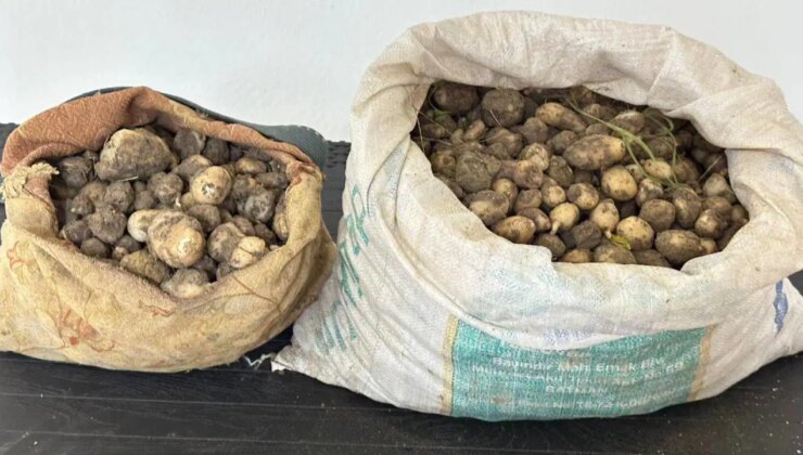 İzinsiz 31 kilo salep yumrusu toplayanlara para cezası