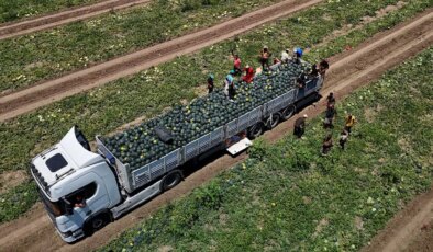 Kumda yetişiyor, Jandarma tarafından korunuyor! 650 bin ton rekolte bekleniyor…