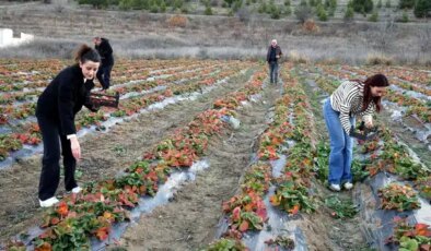 Lezzeti dağ melteminde saklı: Tarlada 80 TL