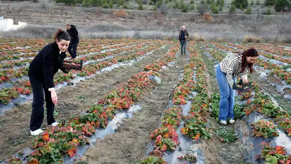 Lezzeti dağ melteminde saklı: Tarlada 80 TL