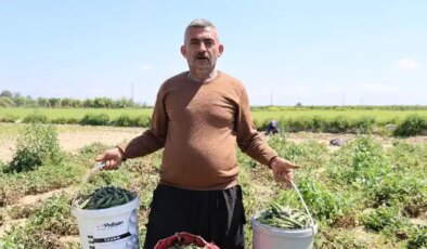 ‘Mardin Canavarı’nda hasat başladı: Dönümde 800 kilo rekolte…