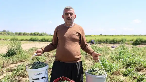 ‘Mardin Canavarı’nda hasat başladı: Dönümde 800 kilo rekolte…