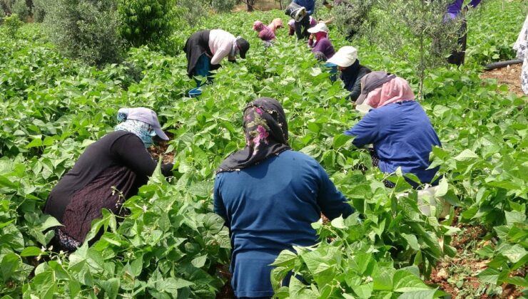 Mersin’de hasat başladı! Küfeler ile taşınıyor: Bahçede kilosu 100 TL!