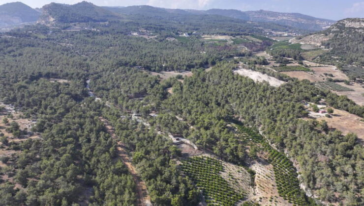 Mersin’de ormanlık alanlara giriş yasaklandı