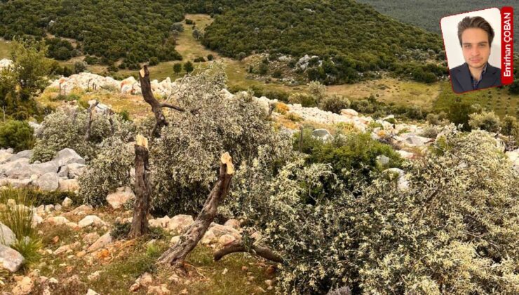 Mücadele sonuç verdi, Antalya’da deniz manzaralı orman arazisindeki işgal 5 yıl sonra bitiyor: Geç gelen adalet