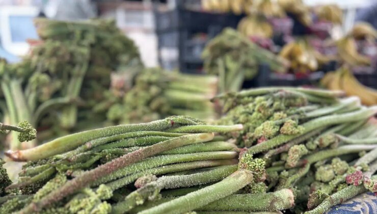 Ne ekiliyor ne biçiliyor, dağda kendi yetişiyor: C vitamini deposu…