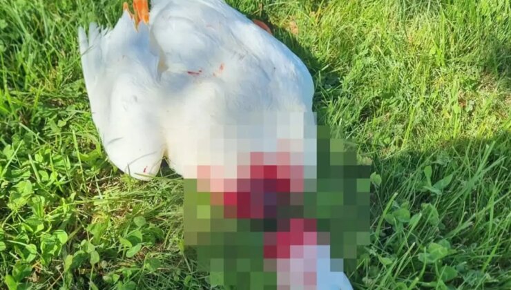 Nevşehir’de başı kesilmiş kaz bulundu