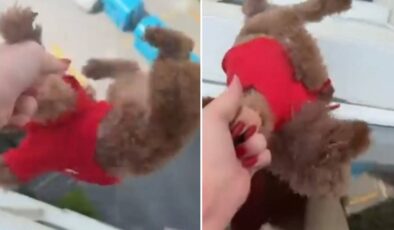 O anları kaydetti… Başakşehir’de pencereden sarkıttığı köpeği cama vurdu