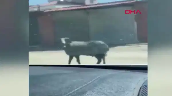 Sahibinin elinden kaçan kurbanlık koç, zor anlar yaşattı