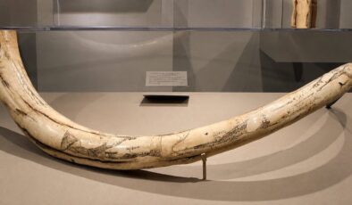 70 yıldır mamut diye sergilendi; Dev kemikler başka bir hayvana ait çıktı