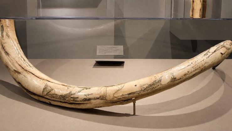 70 yıldır mamut diye sergilendi; Dev kemikler başka bir hayvana ait çıktı