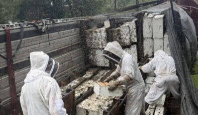 ABD’de kovan taşıyan kamyon devrilince 24 milyon arı etrafa dağıldı