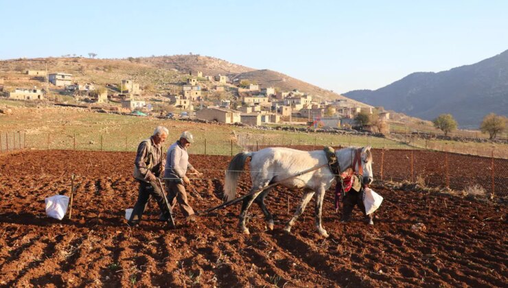 Aksaray’da doğa mucizesi organik hasat başladı: İspanya, Rusya aldı Almanya’ya kalmadı!