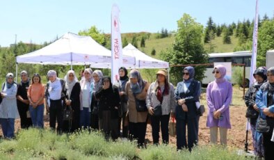 Alpu’da ‘Altın Çiçek’ hasadı başladı! Kuraklığa meydan okuyor, yüksek kazanç sağlıyor…
