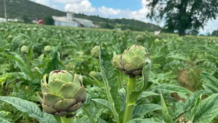 Bursa’da hasat başladı: Günlük 8 bin liradan ayda 240 bin lira kazandırıyor