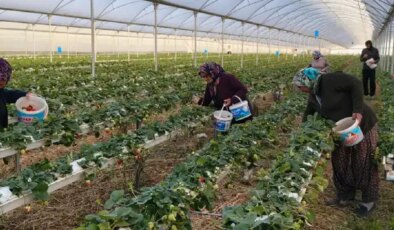 Eşini ikna etmek için seraya adını verdi: Şimdi taleplere yetişemiyorlar!