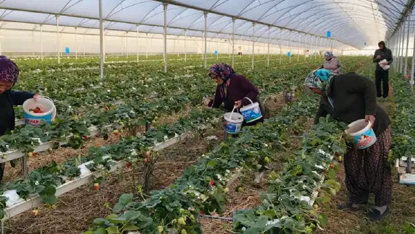 Eşini ikna etmek için seraya adını verdi: Şimdi taleplere yetişemiyorlar!
