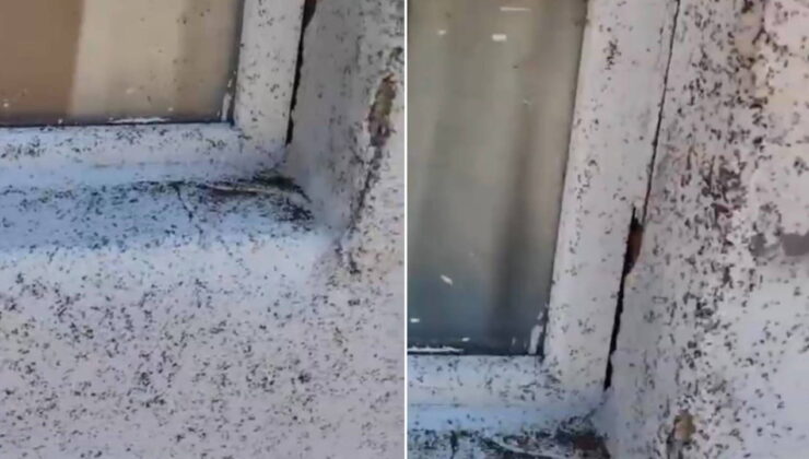 Gaziantep’te sinek istilası: Yurttaşlardan ‘ilaçlama’ çağrısı