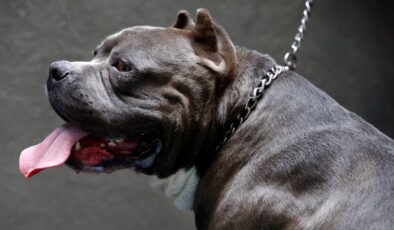 İngiltere, çocukların köpeklerle yalnız bırakılmasını yasaklıyor