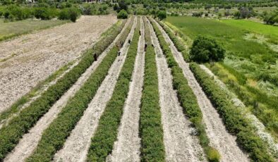 Isparta Ovası’nda hasat başladı: Kilosu 12 bin Euro…