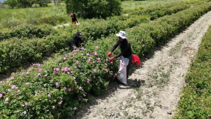 Isparta’nın pembe hazinesinin değeri dudak uçuklattı! 4 ton gülden elde ediliyor: Kilosu 645 bin TL’ye alıcı buluyor
