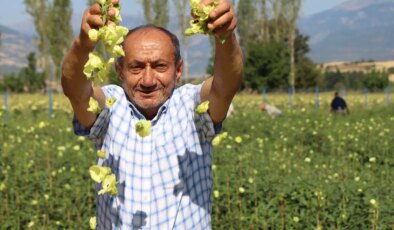 Koçarlı’da hasat başladı: Kilosu 200 lira ama maliyetler yüksek! Kolajen deposu…