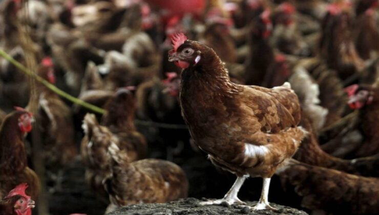 Kuş gribi son kıtanın da kapısını çaldı: H5N1 Avustralya’ya ulaştı