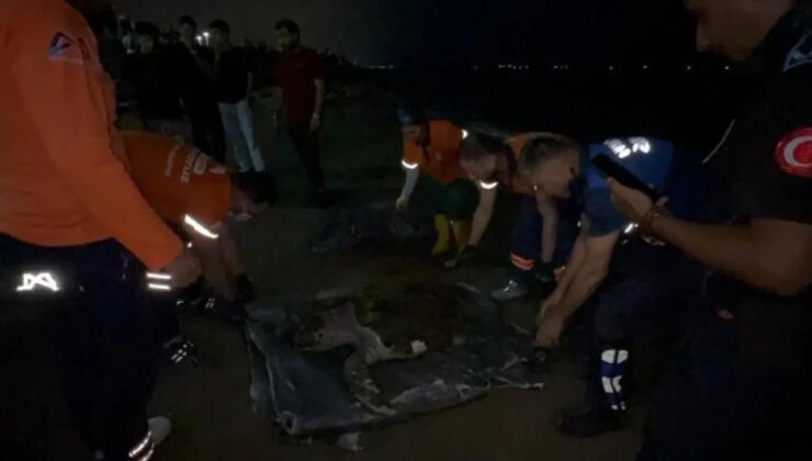 Mersin’de sahile ölü caretta caretta vurdu