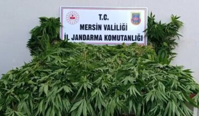 Ormanda kenevir yetiştirenlere suçüstü operasyon: 2 tutuklama