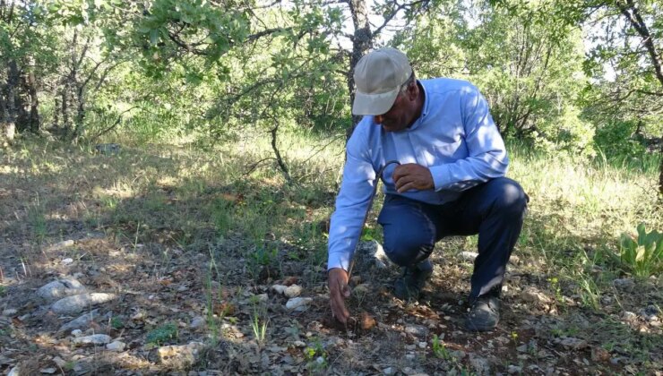 Ormanda yetişen altın: Kilosu bin lira olunca, toplamak için dağlara akın ediyorlar