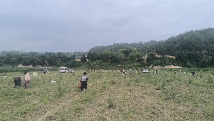 Osmaniye’de ürettiği soğanı satamayan çiftçi, tarlasını yurttaşa açtı