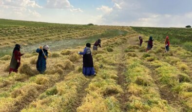 Şanlıurfa’da ‘kırmızı altın’ hasadı başladı: Tarihi rekolte bekleniyor….