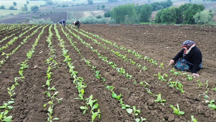 Sarıgöl Ovası’nda gece hasadı: Zahmeti çok, beklentisi büyük