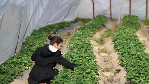 Sıfırdan başlayıp ilk yılında başardı: İlk hasatta 1 ton mahsul elde etti…