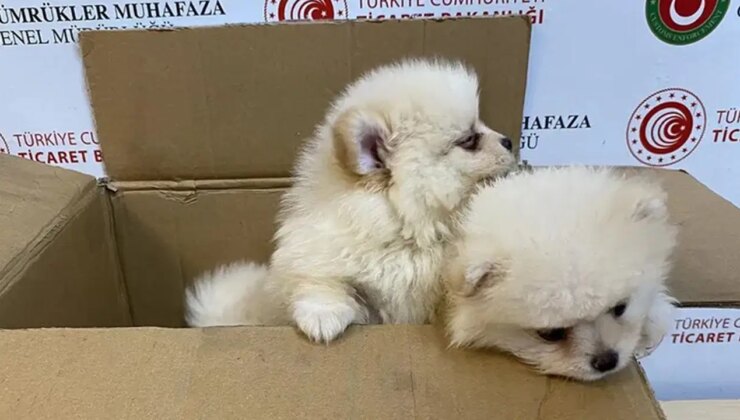 Ticaret Bakanlığı duyurdu: Kapıkule Gümrük Sahası’nda 6 ‘Pomeranian’ cinsi köpek yavrusu kurtarıldı