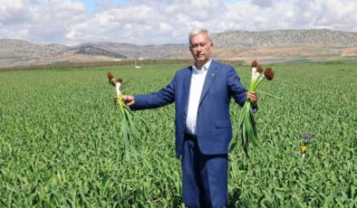 Toprak altında 9 aylık sabır: Güneydoğu’nun beyaz altını! Şeflerin vazgeçilmezi…
