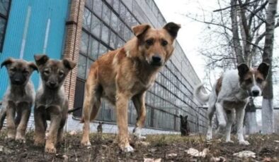 Ukrayna savaşı, köpekleri de değiştirdi