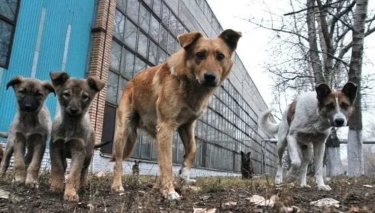 Ukrayna savaşı, köpekleri de değiştirdi