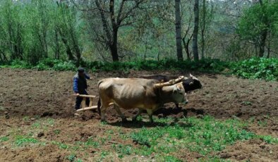Van Bahçesaray’da çiftçiler, artan akaryakıt fiyatı nedeniyle sabana dönüş yaptı