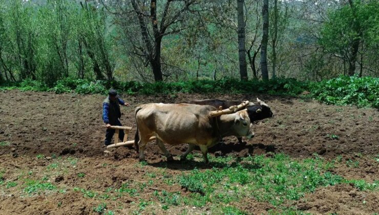 Van Bahçesaray’da çiftçiler, artan akaryakıt fiyatı nedeniyle sabana dönüş yaptı