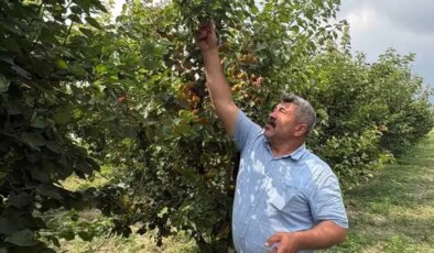 Ziraat mühendisinin tavsiyesiyle dikti, rekor hasada ulaştı
