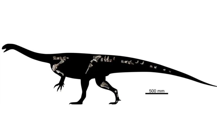 210 milyon yıllık yeni bir dinozor türü keşfedildi