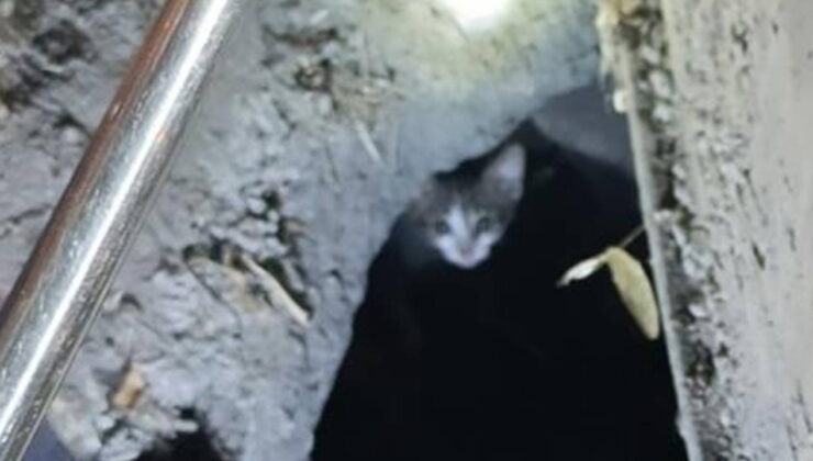 3 gün mahsur kaldı: Kedi 2 saatlik çalışmayla kurtarıldı