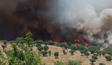 Diyarbakır’da 2 ayda çıkan yangınlarda 100 bin hektar alan zarar gördü