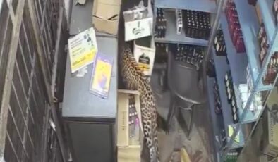 Hindistan’da leopar dükkana girdi: 2 yaralı
