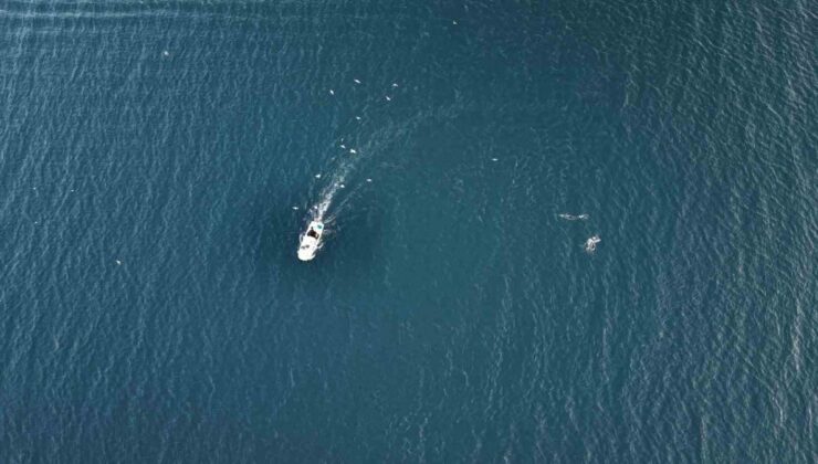İstanbul’da Yunuslar hazır balık için balıkçı teknelerinin peşinde